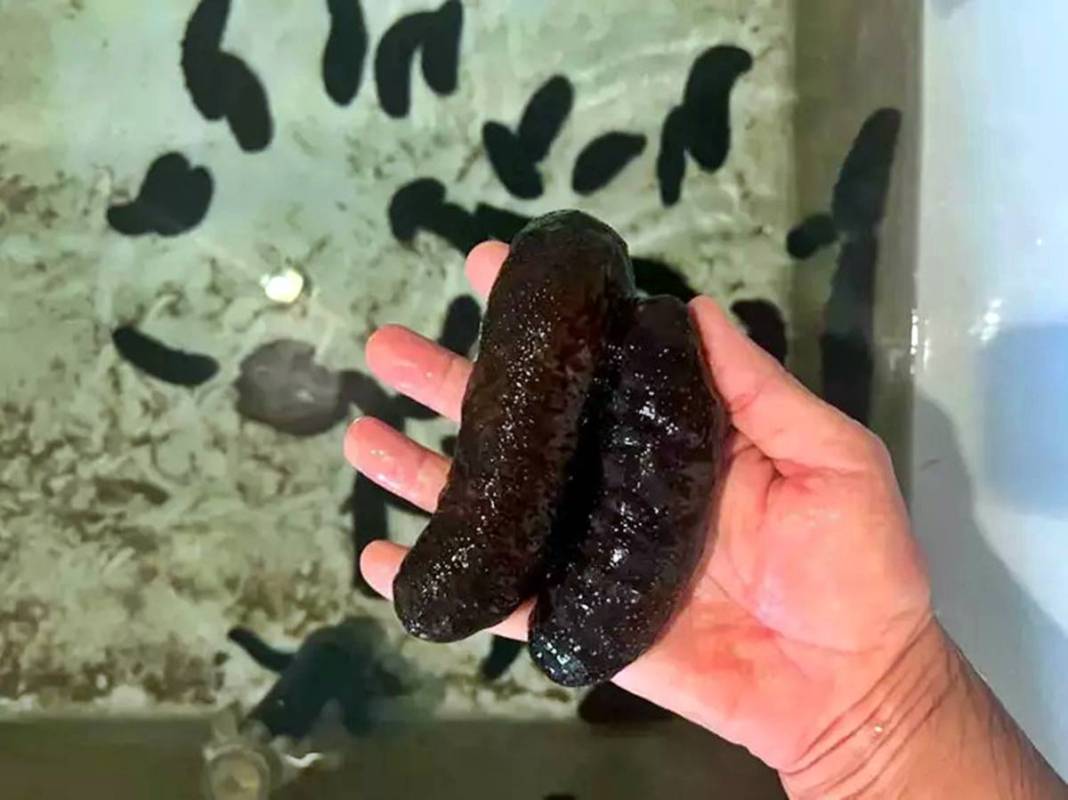 Görenler şaştı kaldı: Bu canlı, İzmir'deki kirliliği azaltılacak! Sayıları her geçen gün artıyor 4